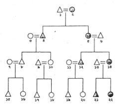 মাতৃসূত্রীয় বংশধারা